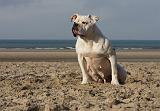 BOULEDOGUE AMERICAIN 225